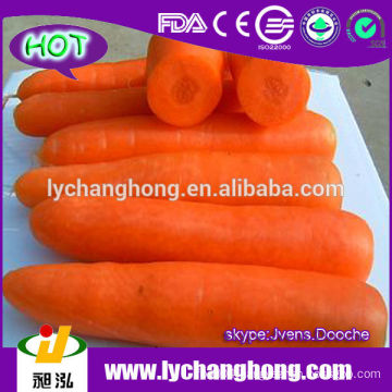 Fresh Carrot for dubai market